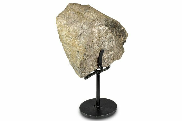 Fossil Sauropod Limb Section with Metal Stand - Colorado #335501